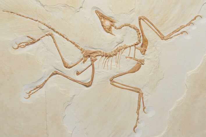 Archaeopteryx Fossil Replica - The Berlin Specimen #219143